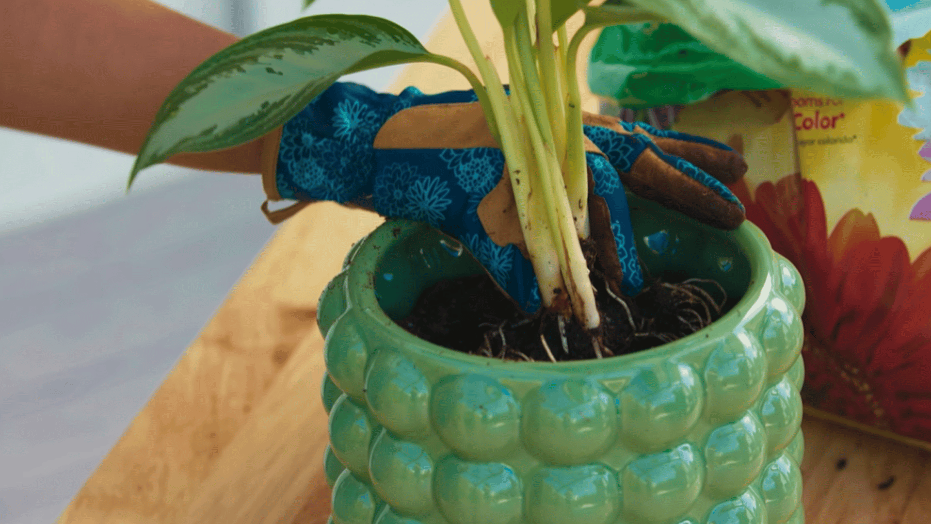 filling pot with soil and pressing lightly to remove air gaps around roots