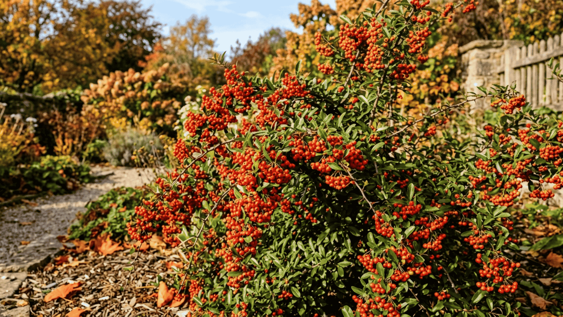 firethorn shrub covered in masses of bright red and orange berries on thorny evergreen branches in a sunny fall garden