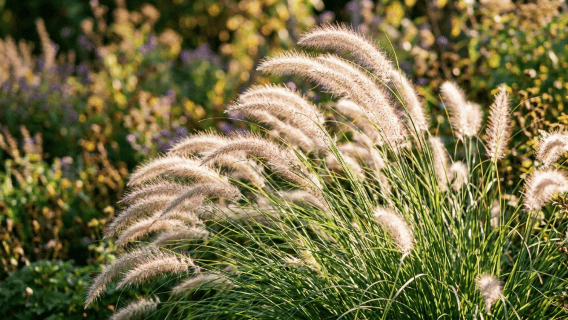 fountain grass with arching blades and soft feathery plumes flowing in sunlight