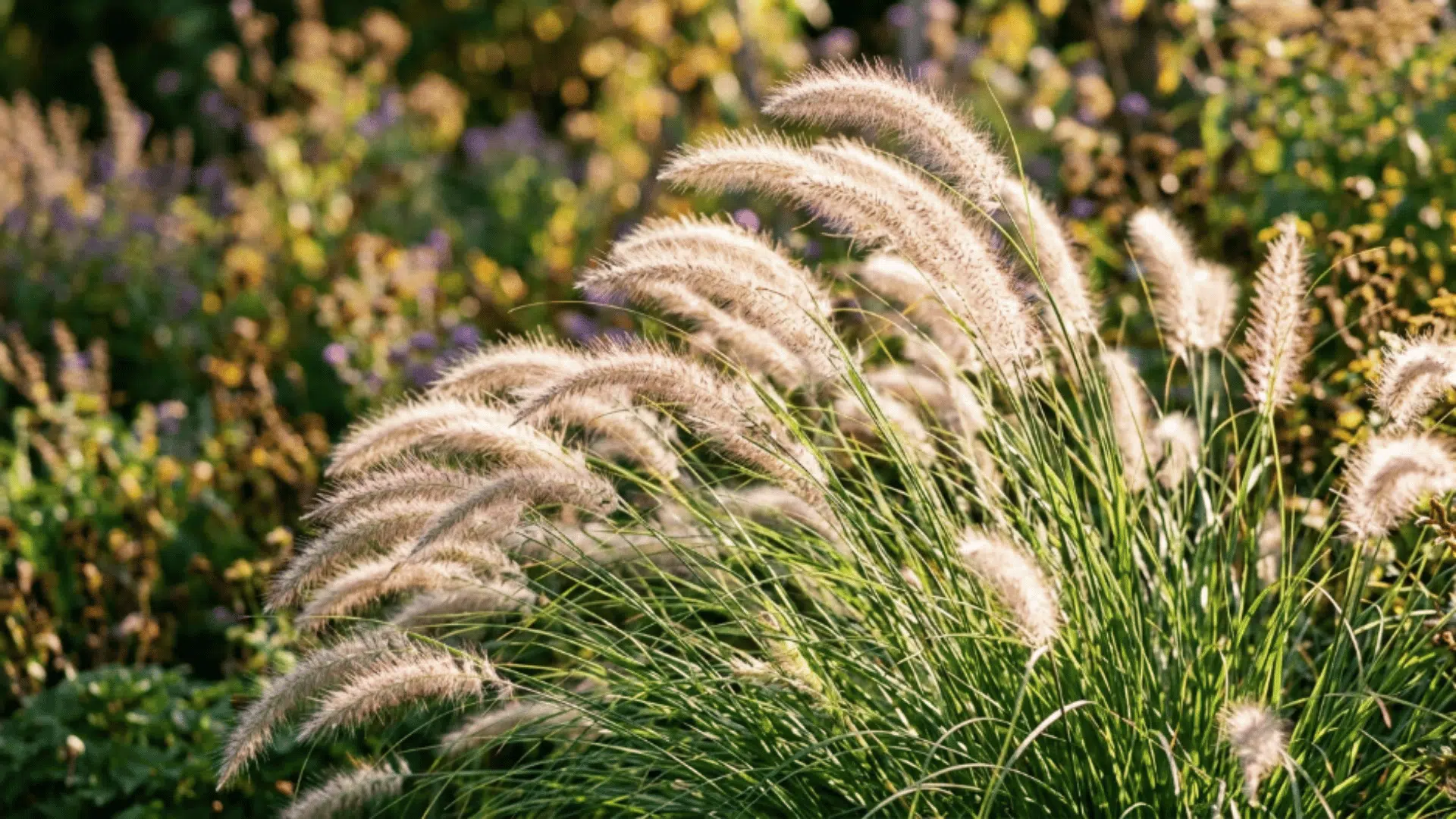 fountain grass with arching blades and soft feathery plumes flowing in sunlight