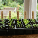 front view of black seed tray with small green seedlings and four labeled popsicle sticks in soft natural indoor light (1)