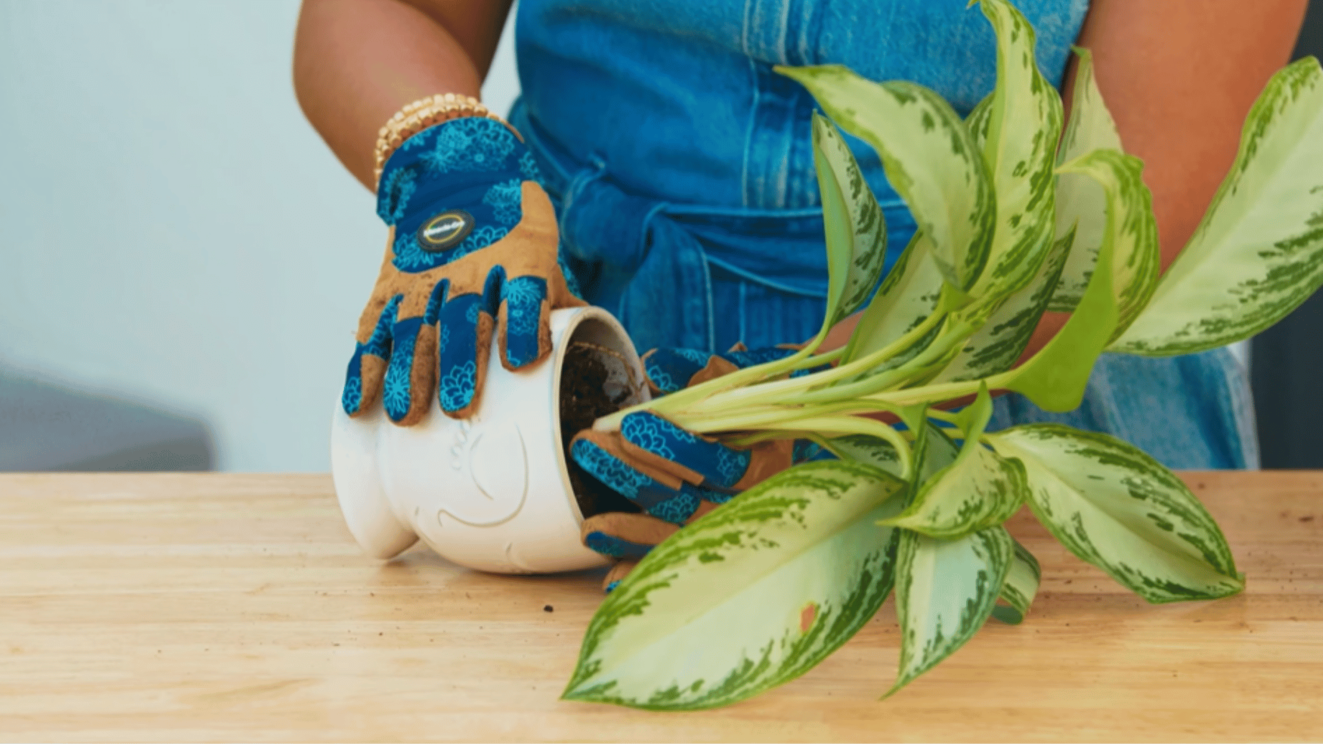 gently removing plant from old pot by tilting and holding the base carefully