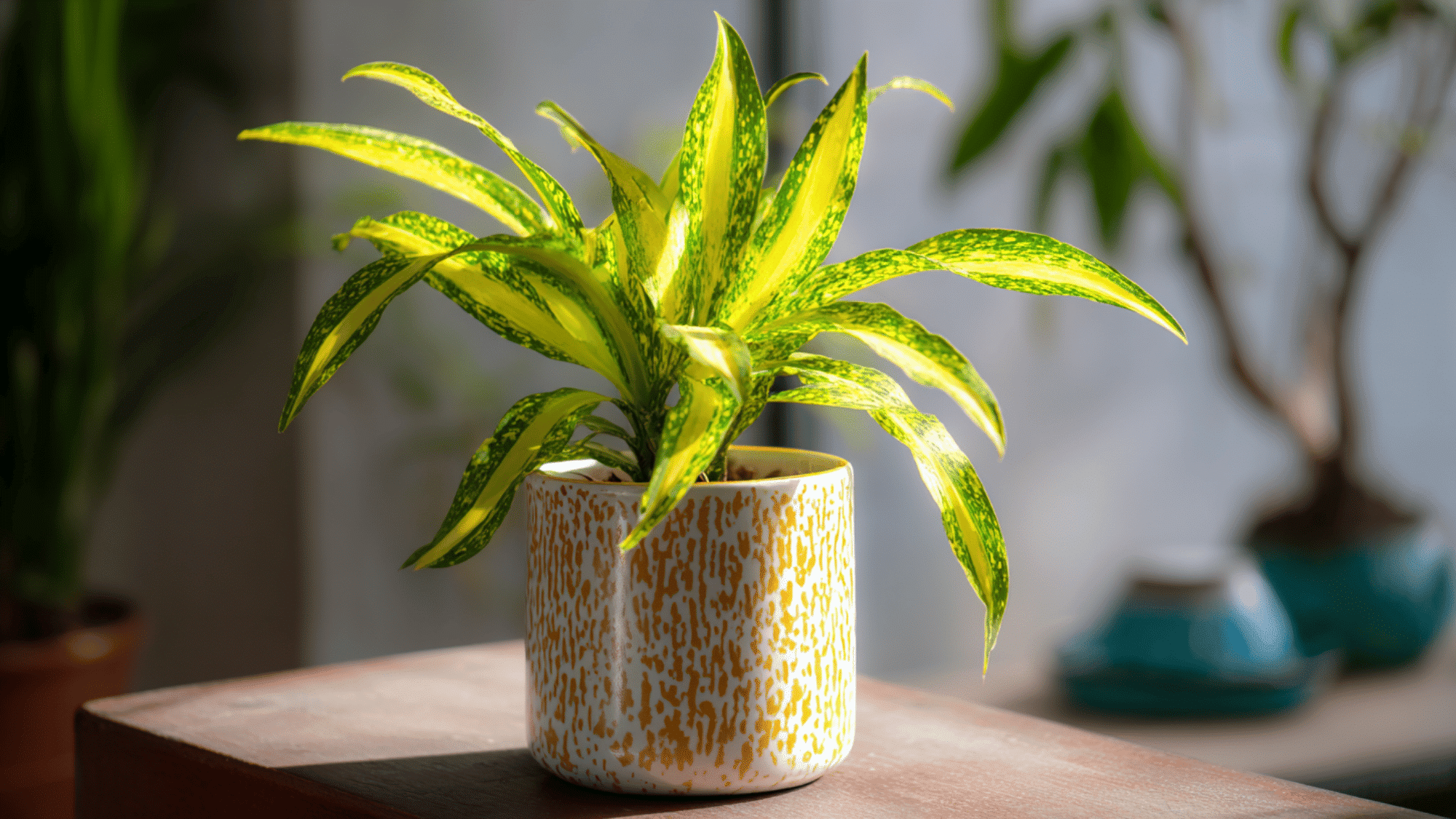 Gold Dust Dracaena with spotted leaves indoors
