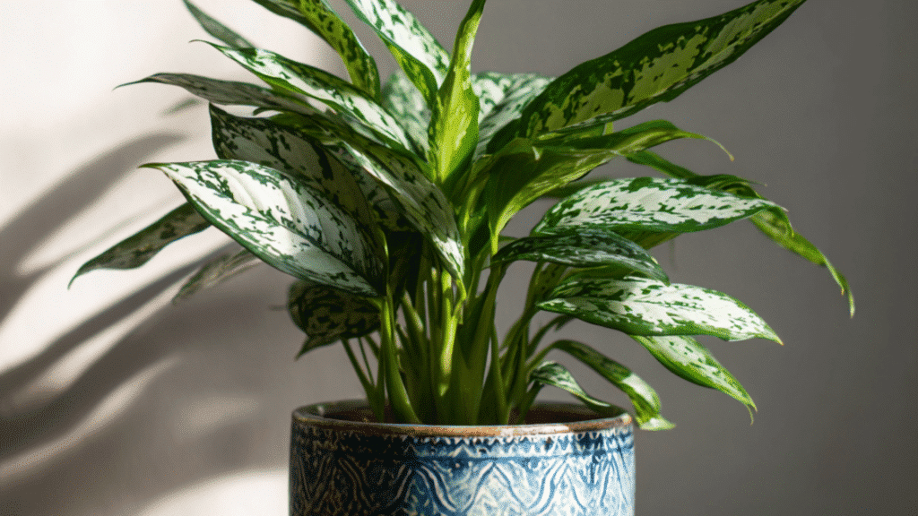 green indoor plant with patterned leaves in blue ceramic pot placed on wooden table with soft sunlight casting shadows on wall