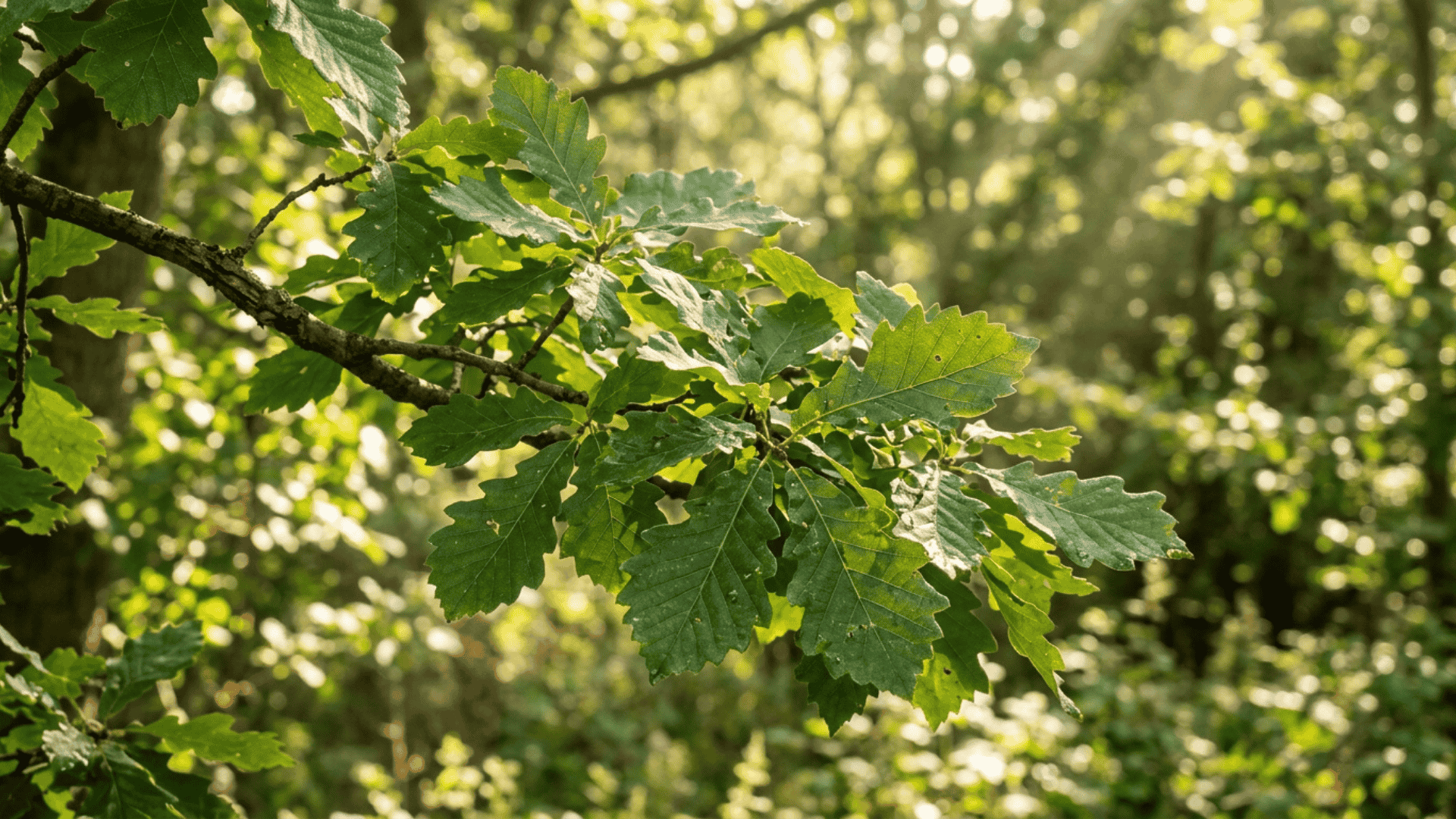 green leaves on a branch absorbing sunlight outdoors with visible light rays and clear leaf texture in natural setting