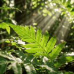 green plant leaves absorbing sunlight outdoors showing natural light rays and healthy growth in a garden setting