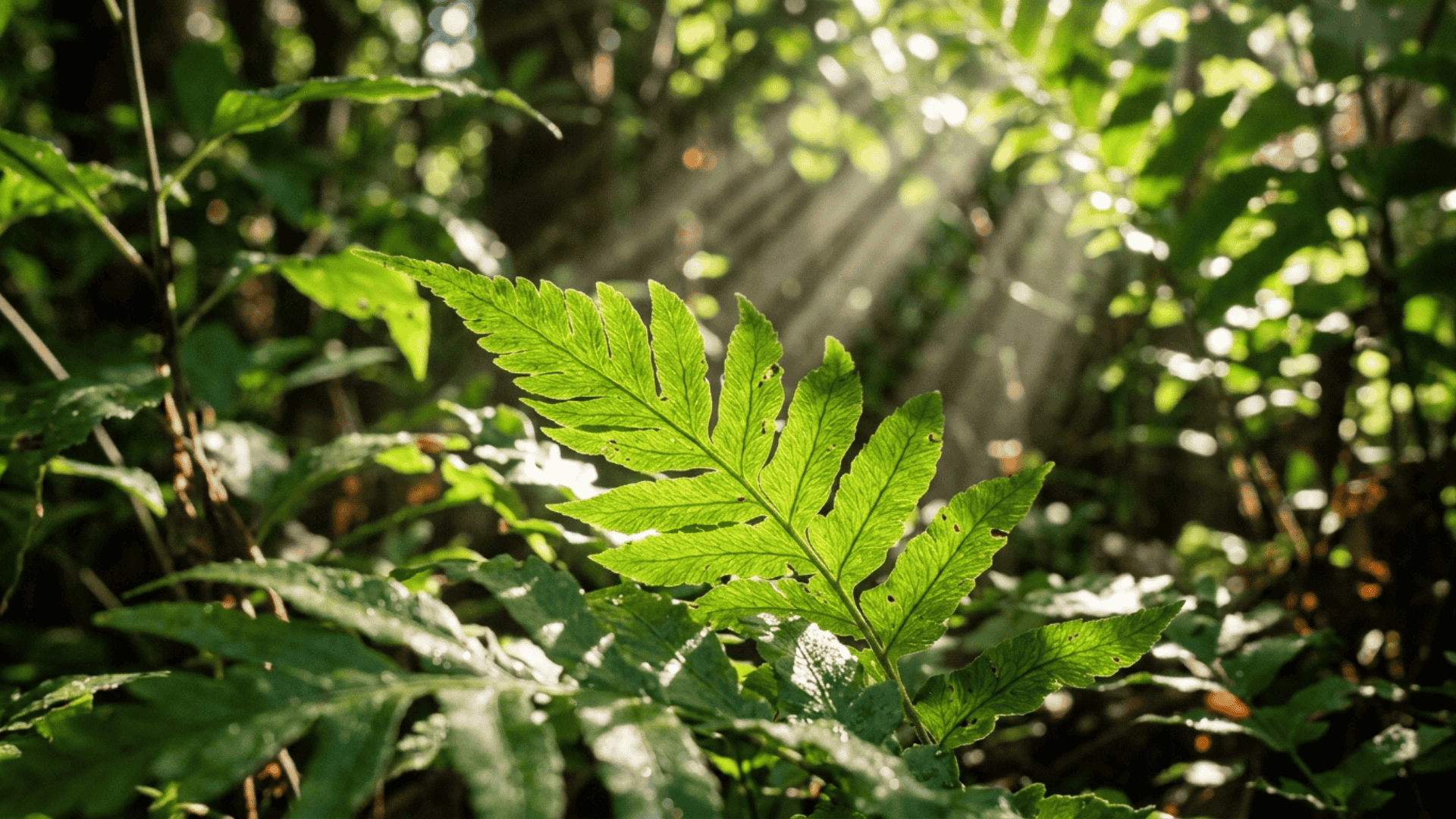 green plant leaves absorbing sunlight outdoors showing natural light rays and healthy growth in a garden setting