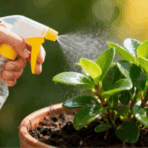 Hand spraying fertilizer on a small potted succulent plant with a spray bottle, showing proper indoor plant care and hydration in sunlight