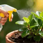 Hand spraying fertilizer on a small potted succulent plant with a spray bottle, showing proper indoor plant care and hydration in sunlight