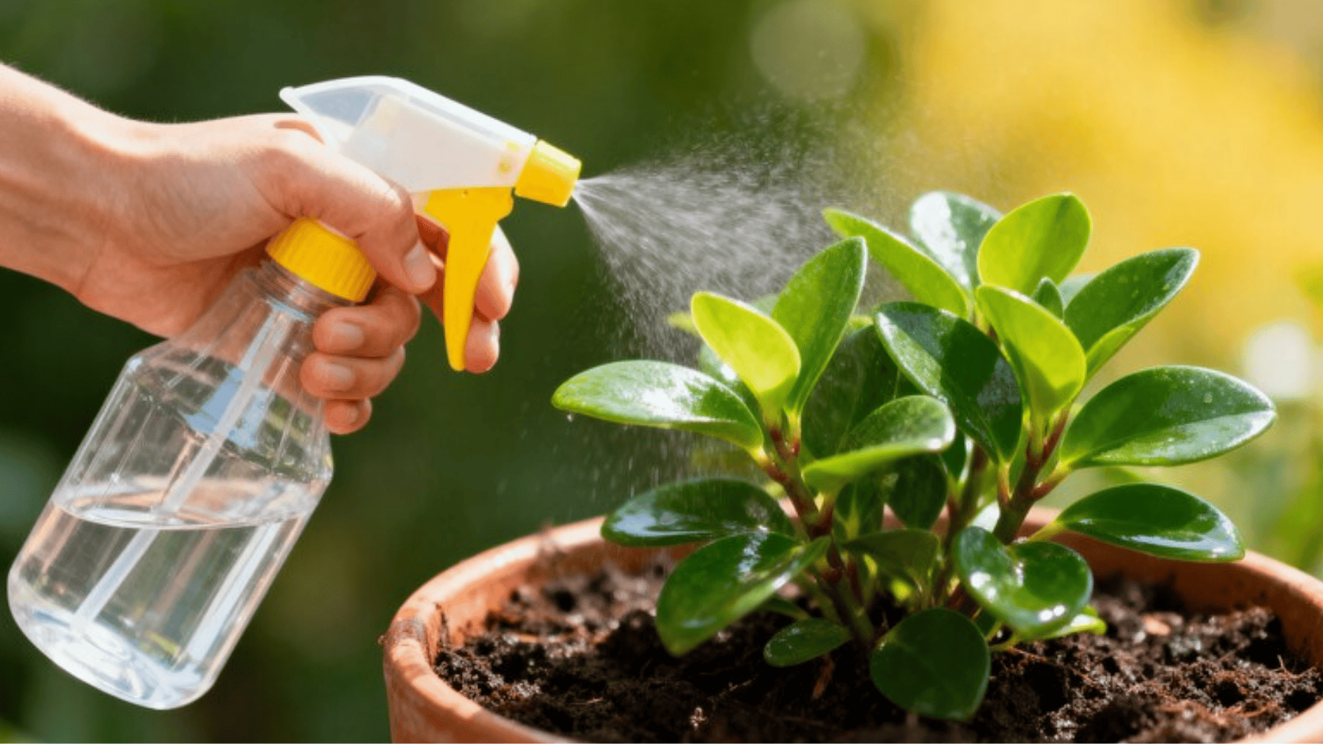 Hand spraying fertilizer on a small potted succulent plant with a spray bottle, showing proper indoor plant care and hydration in sunlight