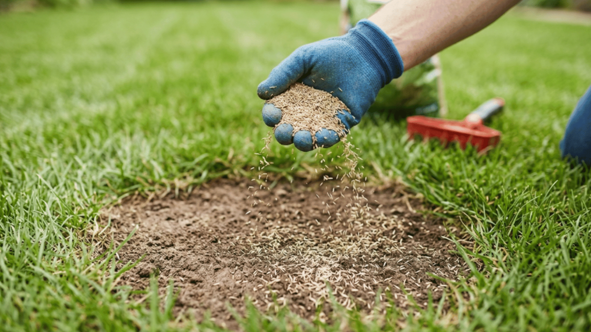 hand spreading grass seeds over bare patch with seeds falling onto soil beside green grass area
