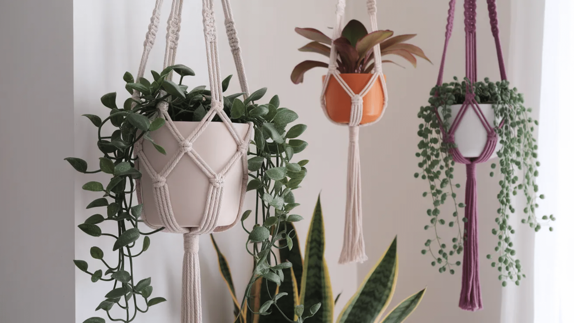 hanging macrame planters with various plants, including trailing greenery in white, orange, and purple pots, adding a boho touch to the room.