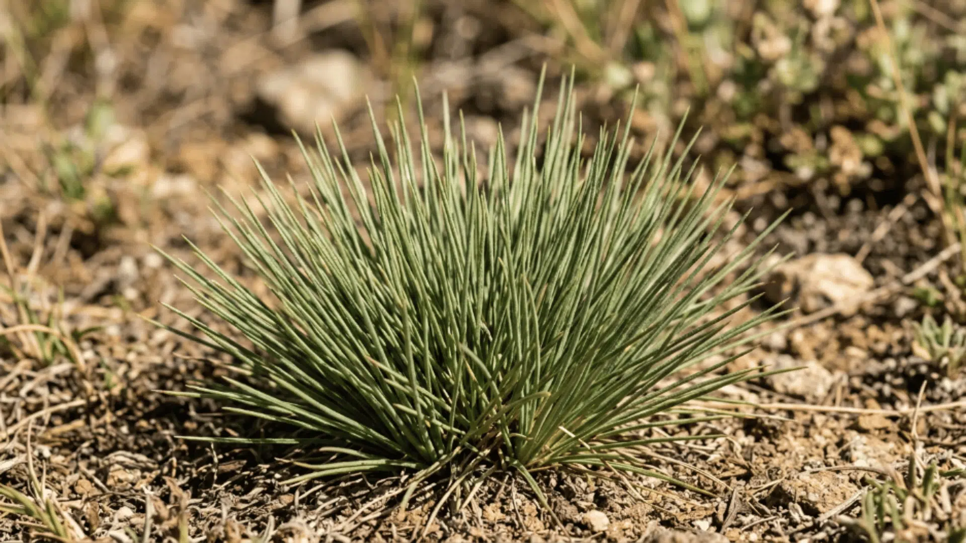hard fescue grass with stiff narrow blades and tidy clumping growth in dry soil