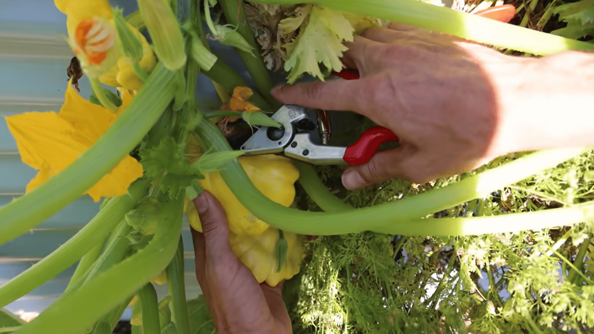 harvest squash regularly to boost yield and keep plants producing continuously