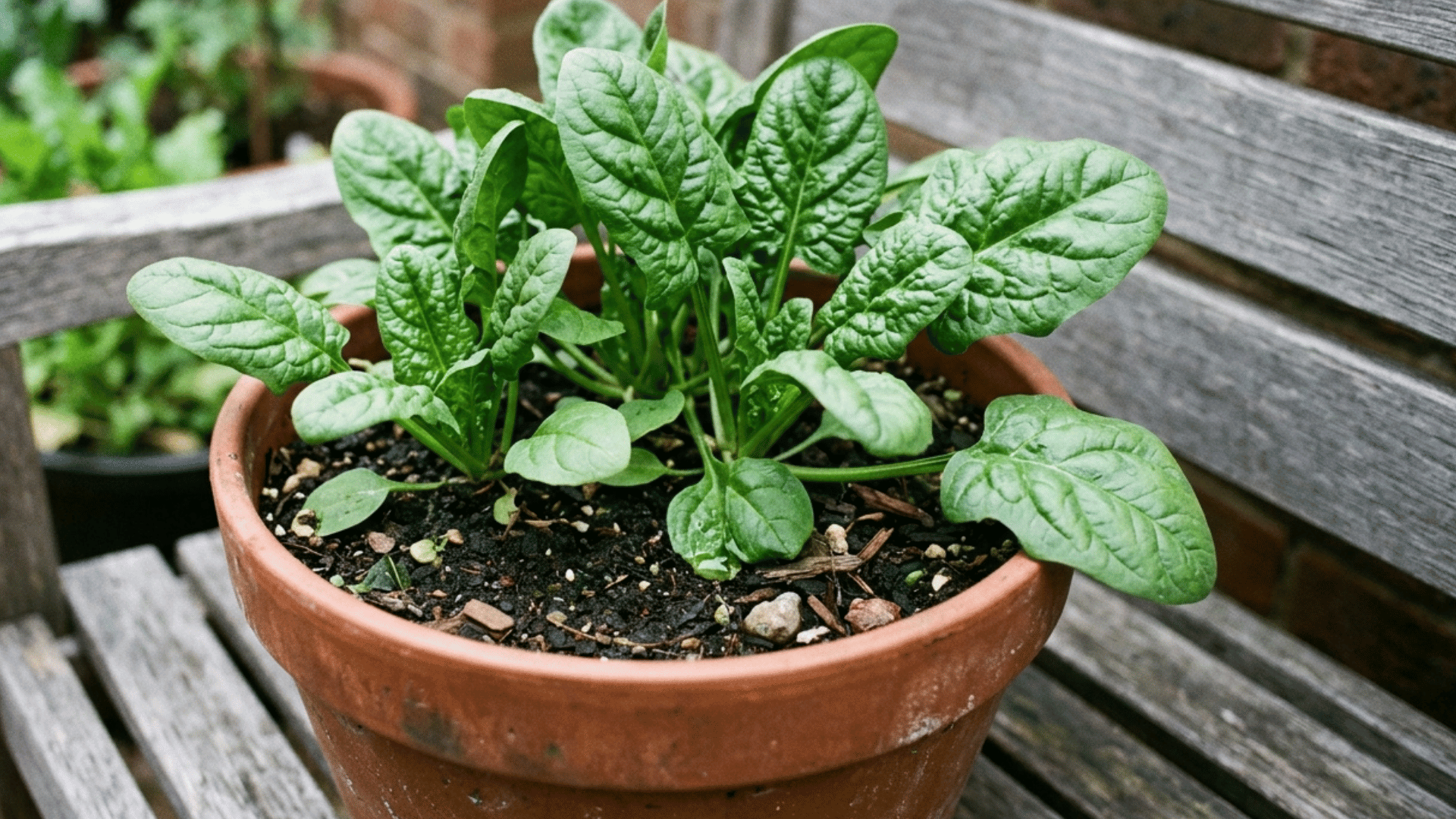 healthy spinach plant growing in a small pot with rich soil on a wooden bench.