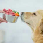 Golden retriever sniffing fresh meat and vegetables in stainless steel bowl