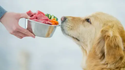 Golden retriever sniffing fresh meat and vegetables in stainless steel bowl