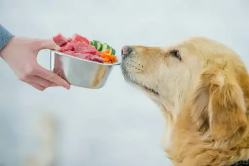 Golden retriever sniffing fresh meat and vegetables in stainless steel bowl