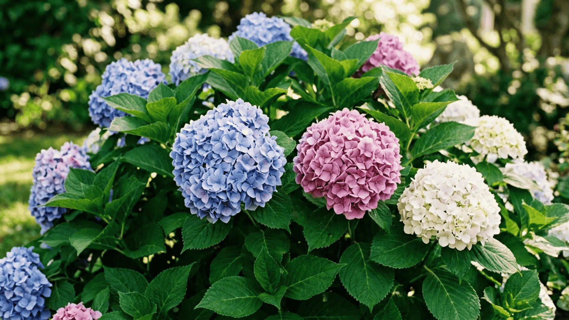 hydrangea shrub with large round clusters of blue pink and white blooms growing in a garden with green foliage