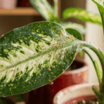 indoor plant leaf covered with spider mites, visible webbing and speckled damage on green leaf surface close up