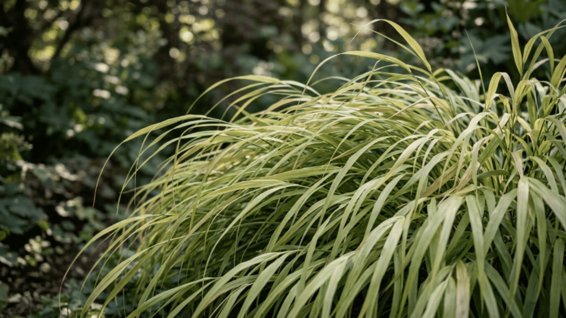 japanese forest grass with cascading arching leaves in soft green shade