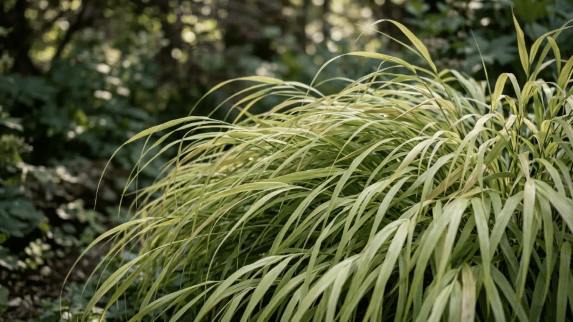 japanese forest grass with cascading arching leaves in soft green shade