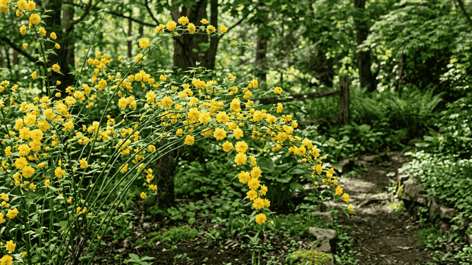 japanese kerria shrub with bright yellow rose like flowers along arching green stems in a shaded garden setting