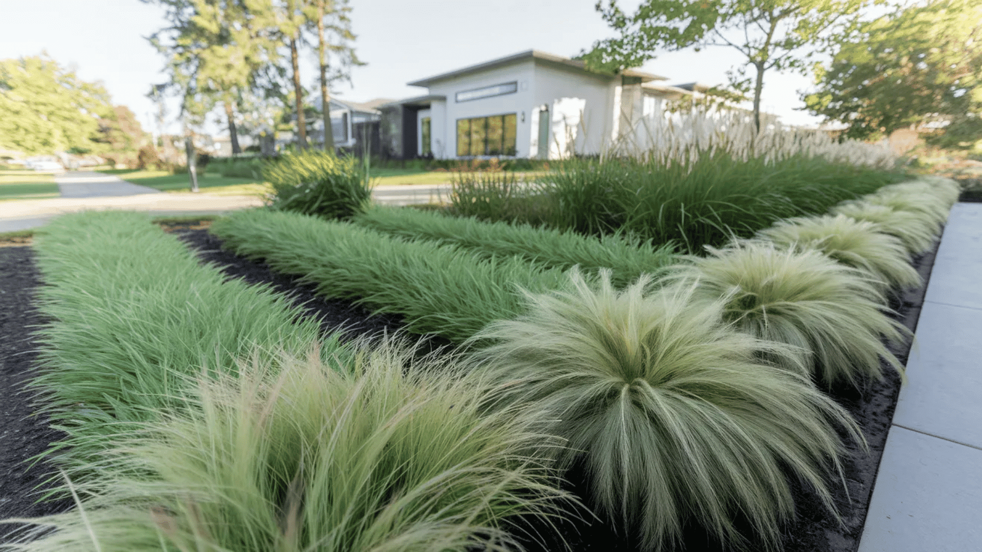 layered ornamental grasses planted along a modern home with clean lines and soft green textures bordering a walkway