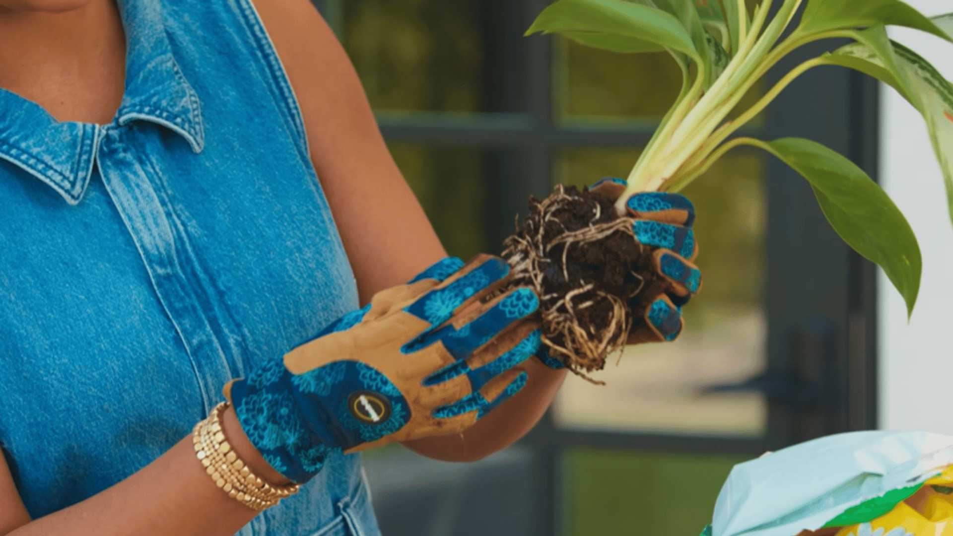 loosening tightly packed roots with fingers to help them grow in new soil (1)