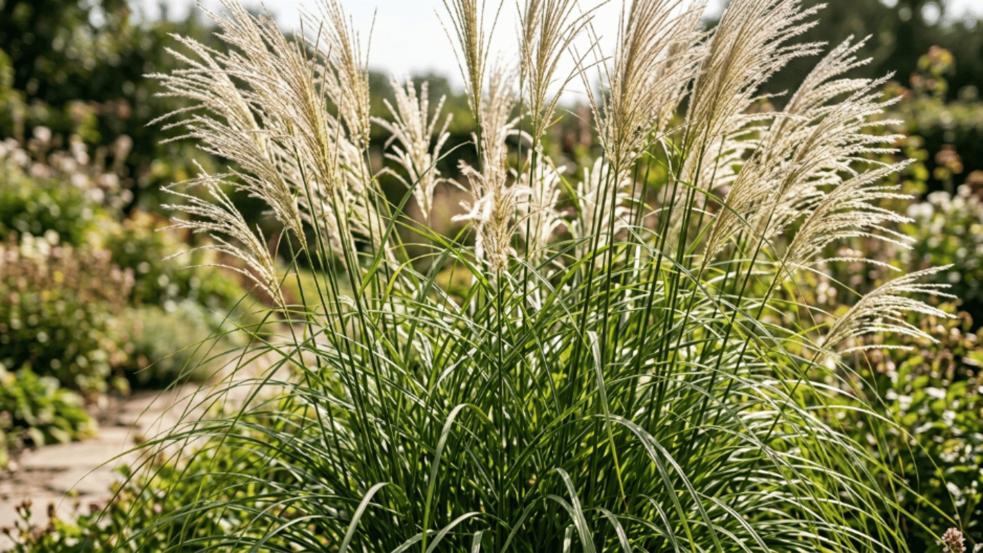 maiden grass with tall upright blades and feathery plumes in a dense garden clump