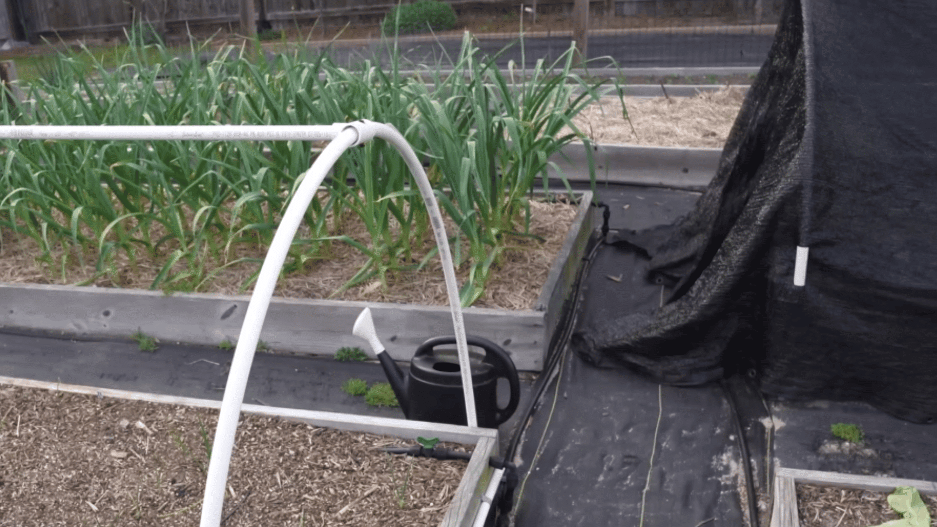 marking garden bed layout on ground using chalk in sunny area