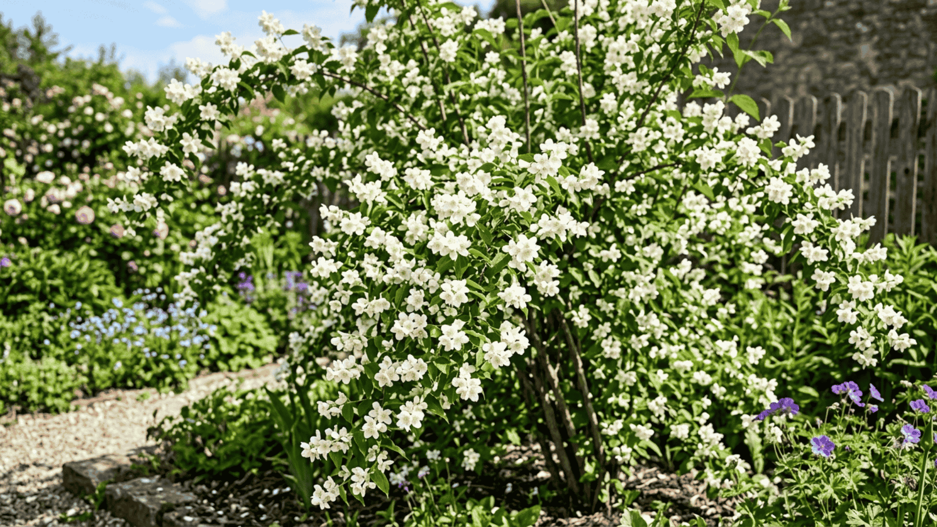 mock orange shrub covered in white four petaled fragrant flowers on arching green branches in a bright spring garden