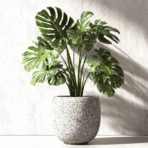 monstera plant in ceramic pot with large green split leaves placed in bright sunlight against wall