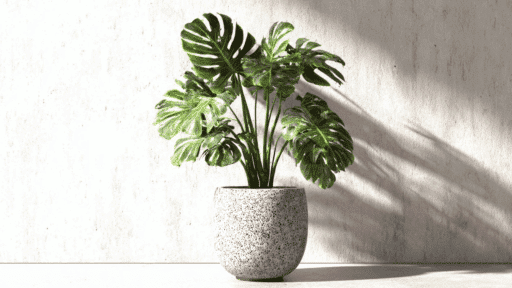 monstera plant in ceramic pot with large green split leaves placed in bright sunlight against wall