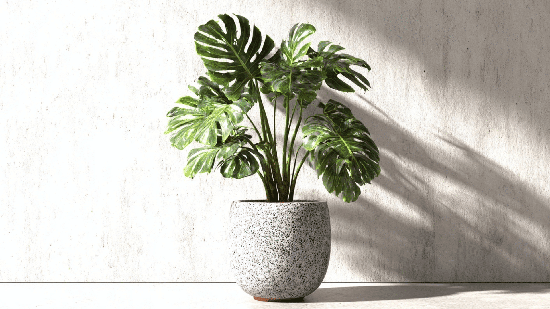 monstera plant in ceramic pot with large green split leaves placed in bright sunlight against wall