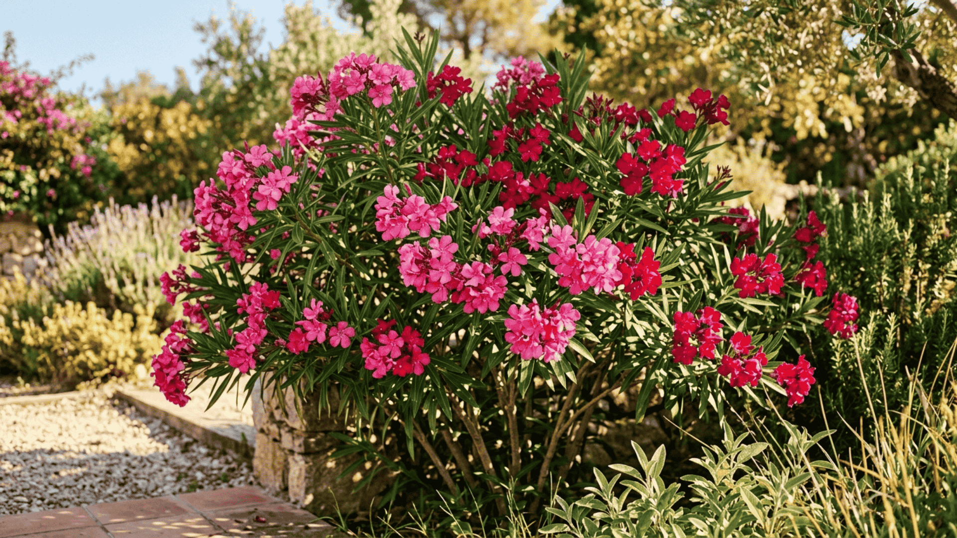 oleander shrub with clusters of bright pink and red flowers against long narrow green leaves in a warm sunny garden