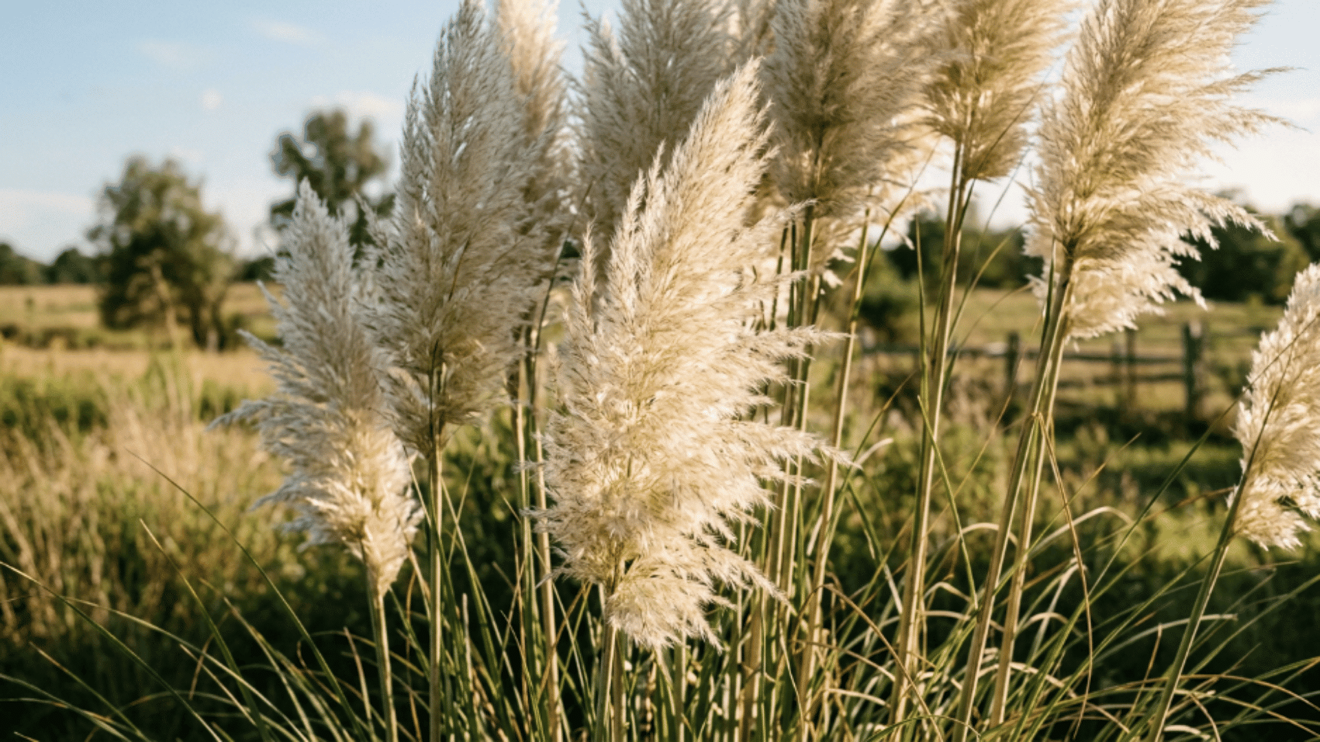 pampas grass with tall stems and large fluffy white plumes in sunlight