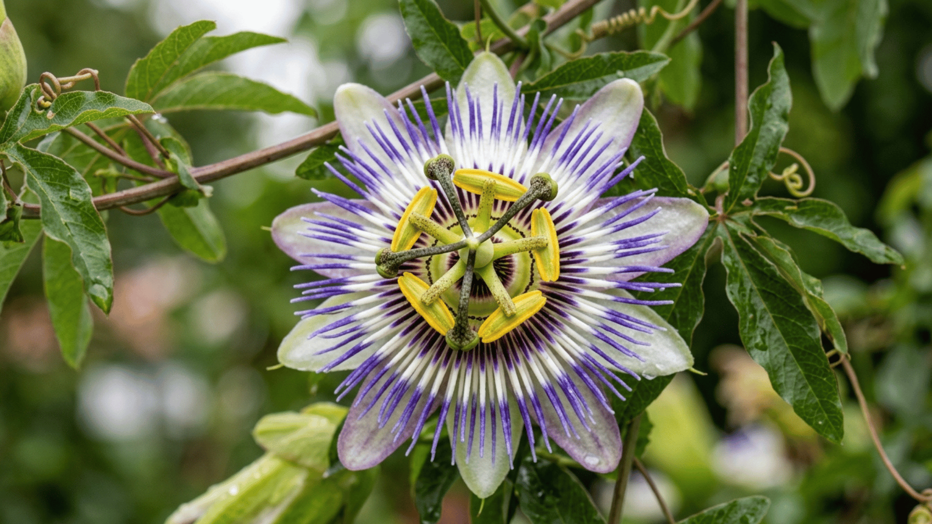 passion flower close-up showing detailed petals and structure.