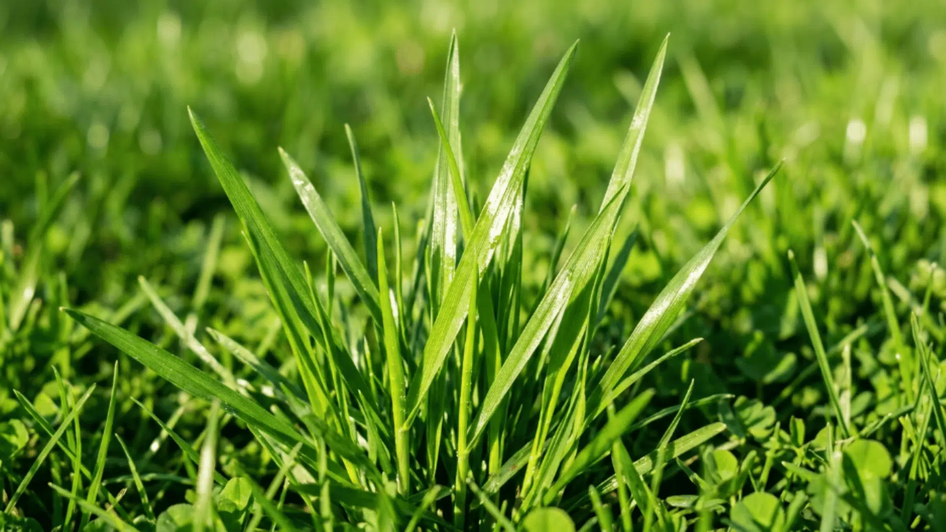 perennial ryegrass with bright green shiny blades and upright bunch type lawn growth