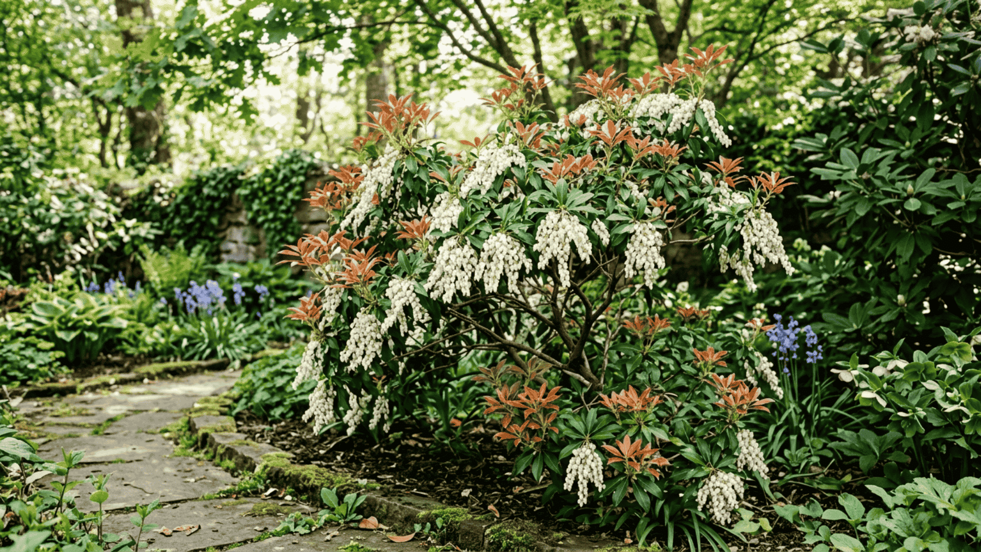 pieris japonica shrub with white bell shaped flower chains and bright red bronze new foliage in a shaded spring garden