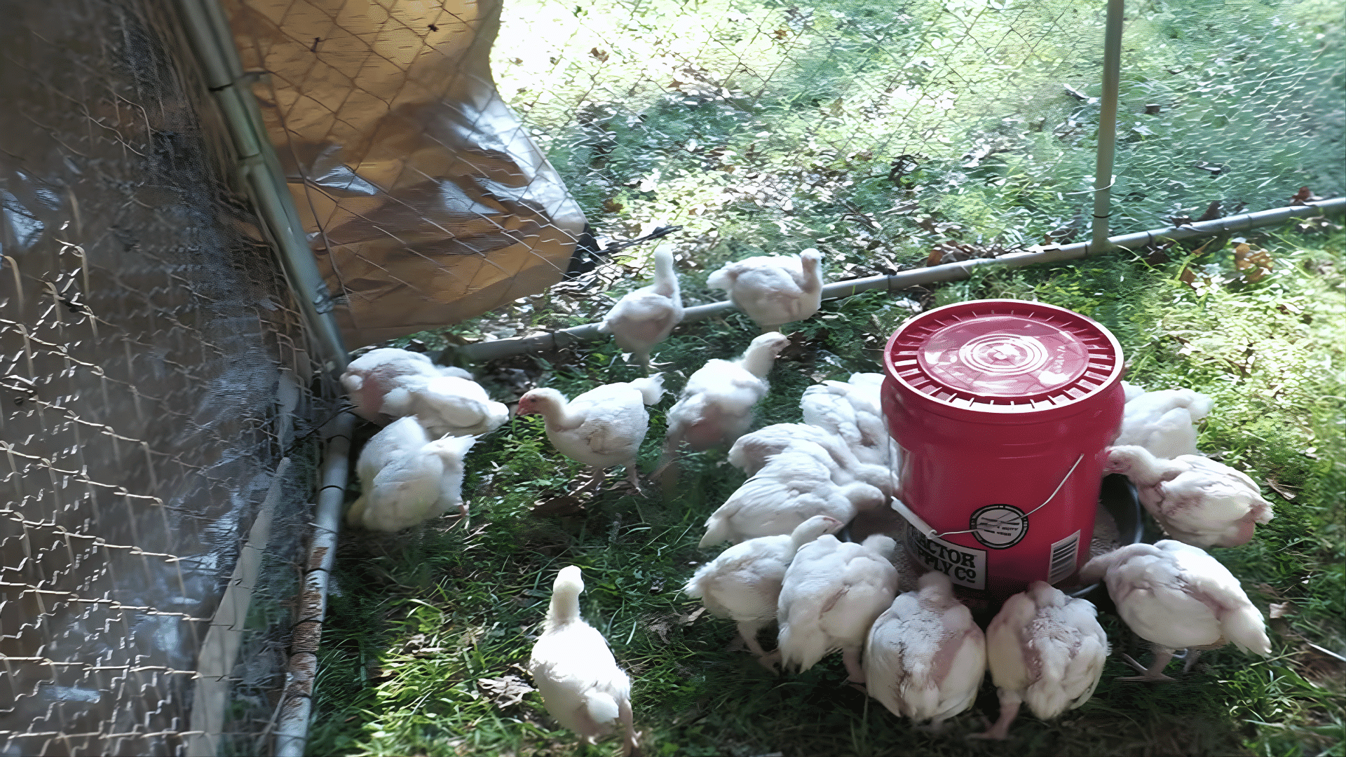 place the feeder on a flat surface and let the feed flow into the tray for chickens to eat easily