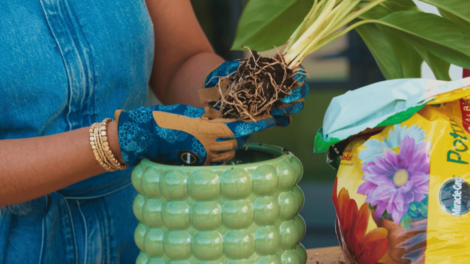 placing plant in center of new pot at the same height as before