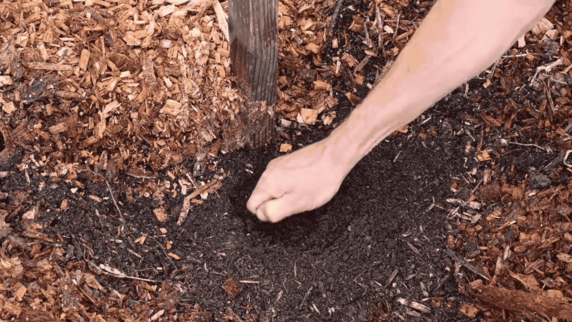prepare soil with compost and plant squash seedling in nutrient rich garden bed