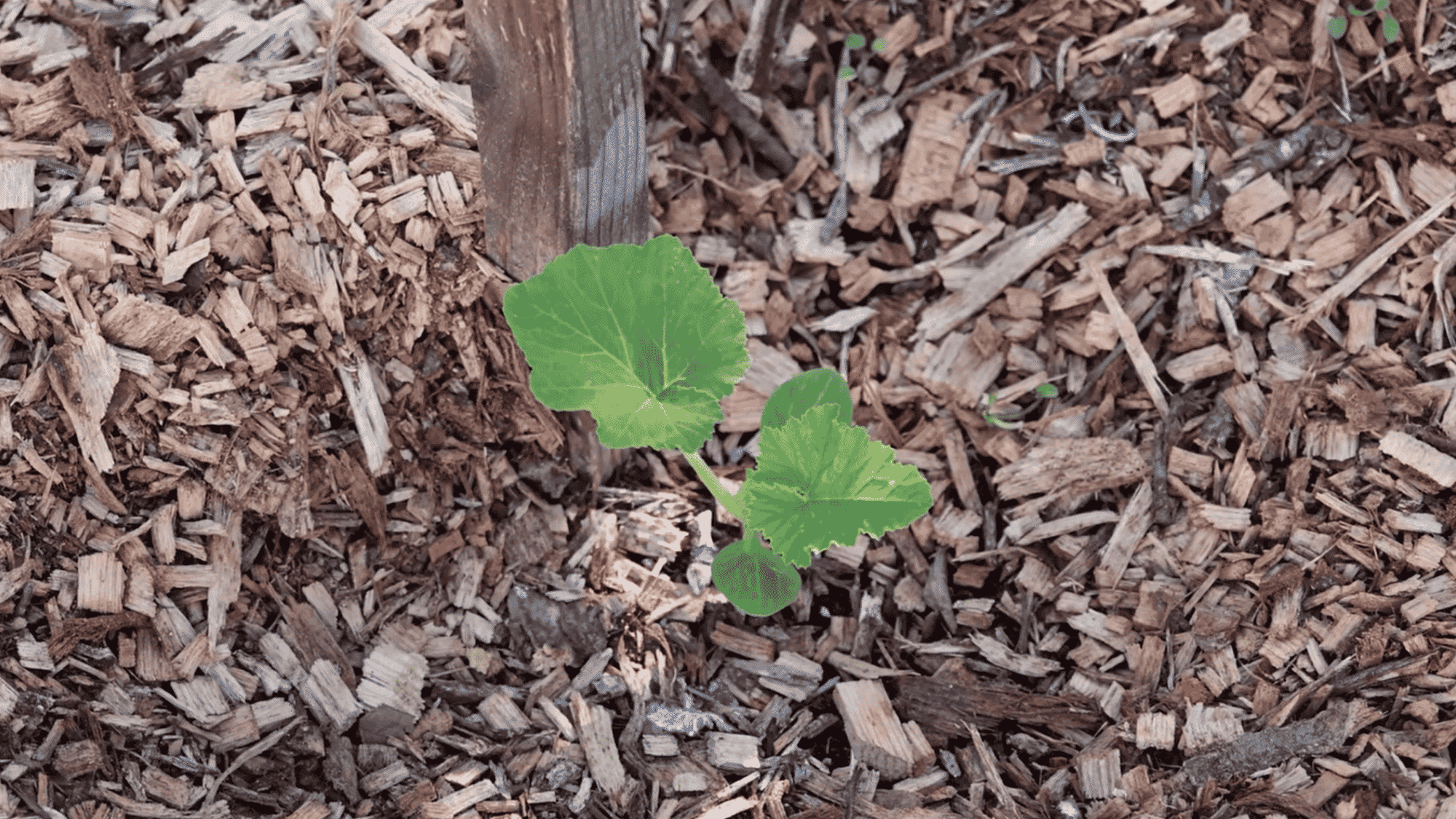 protect young squash plants using netting or organic spray to prevent pest damage