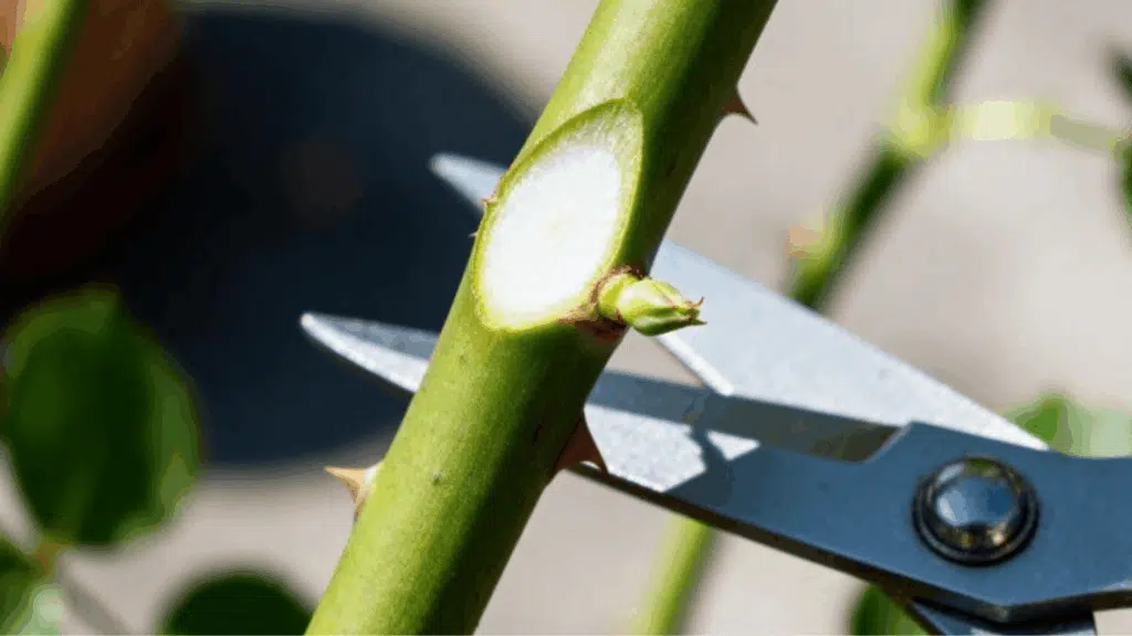 pruning shears make a clean angled cut at a rose stem node, showing proper technique for trimming healthy garden growth