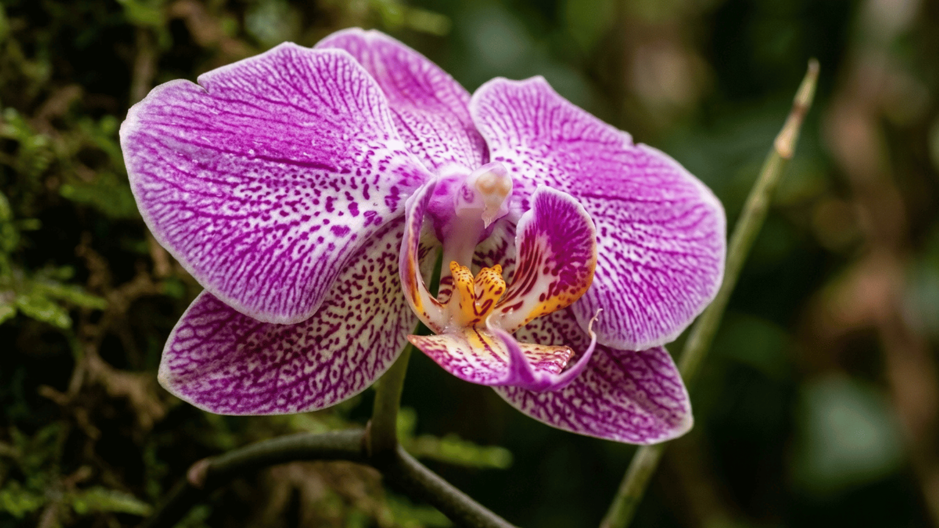 purple orchid flower close-up in a tropical rainforest.