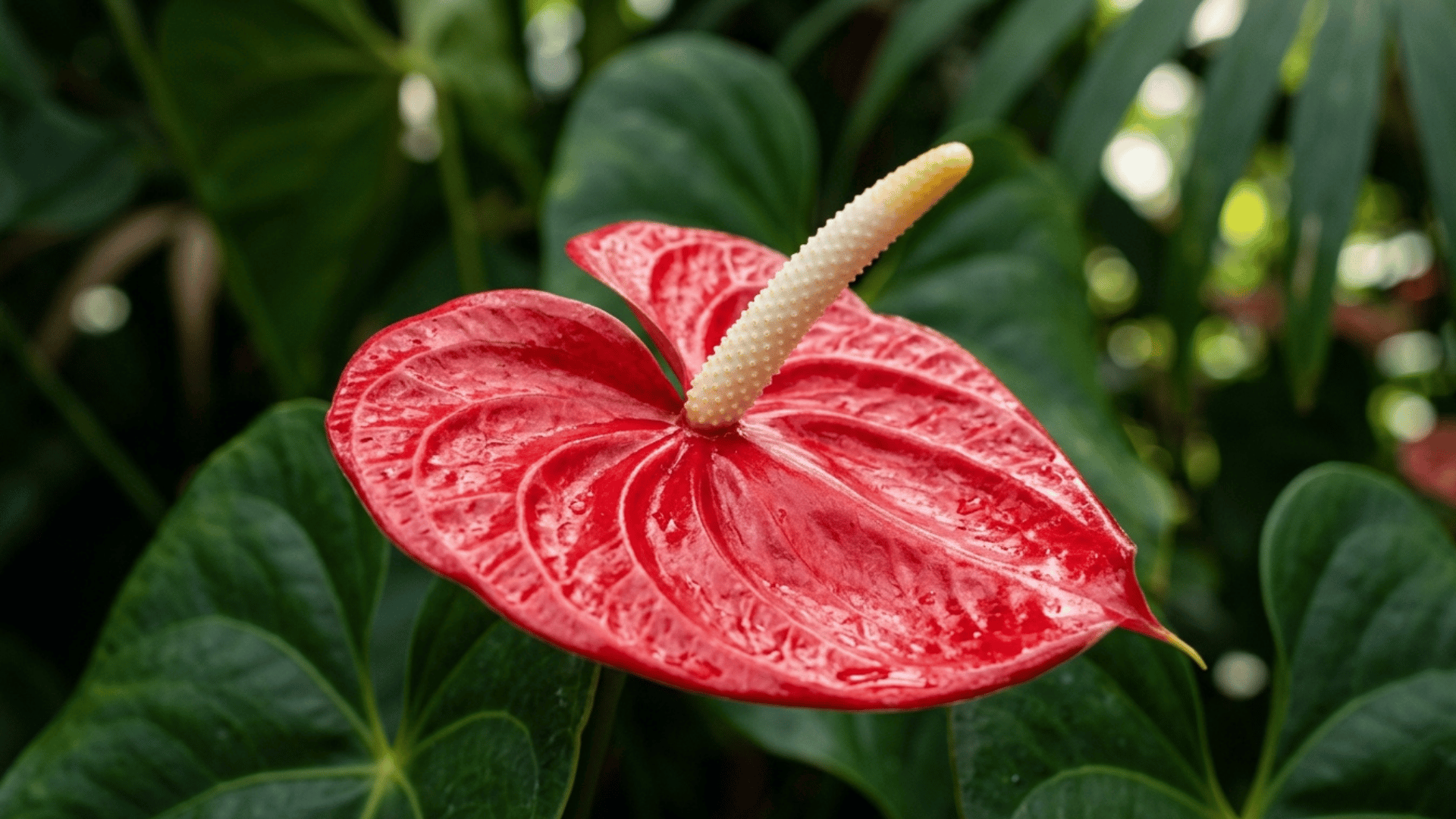 red anthurium flower with glossy leaves in tropical rainforest.