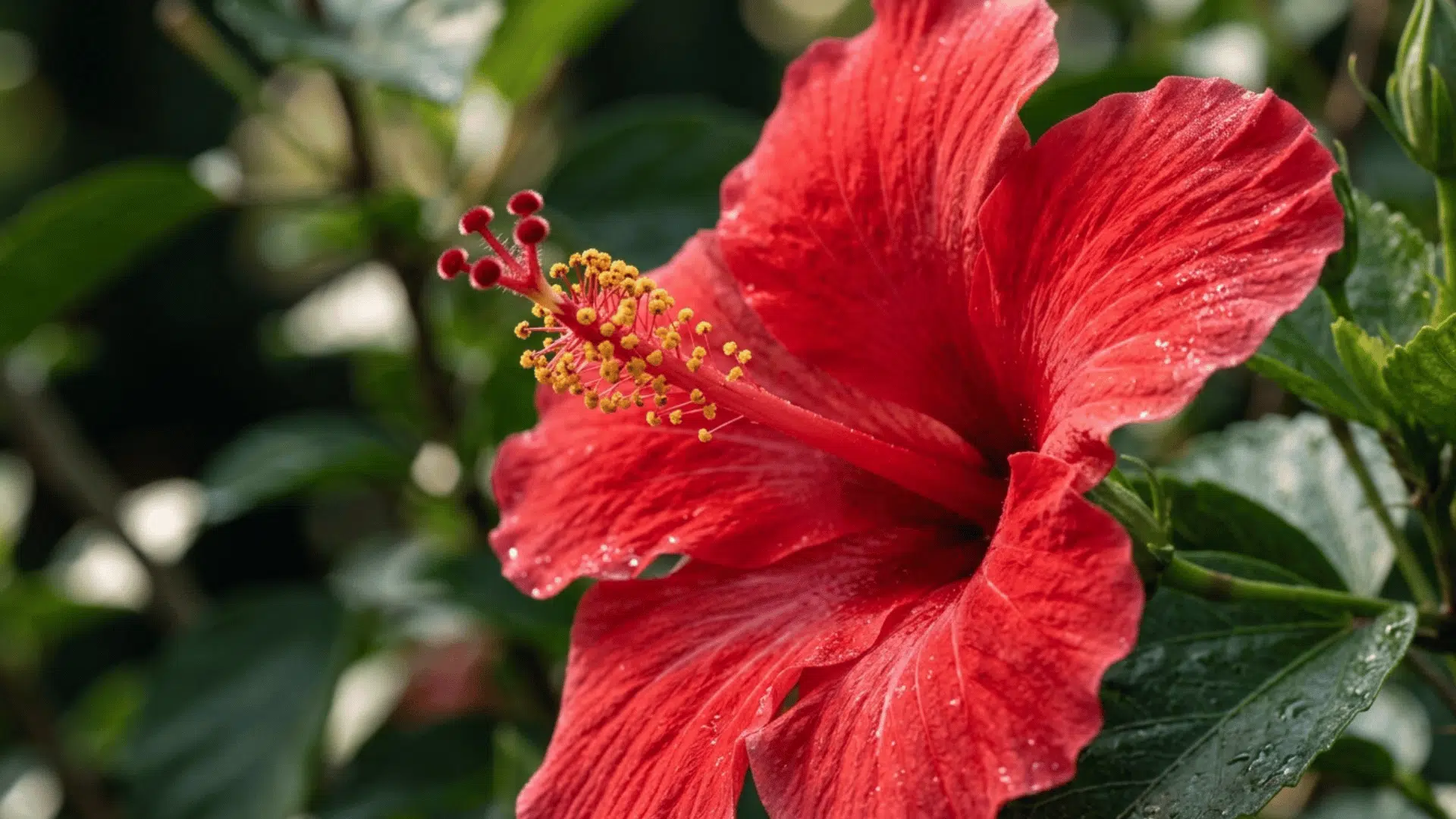 red hibiscus flower blooming with green leaves in background.