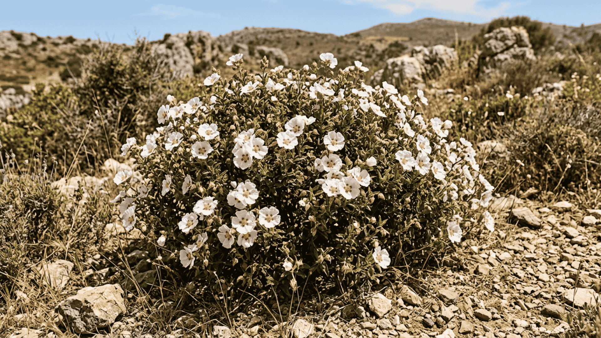 rockrose shrub with papery white and pink flowers growing in dry rocky soil photographed in bright natural summer sunlight