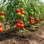 rows of tomato plants growing in a field with clusters of ripe and unripe tomatoes hanging from the vines